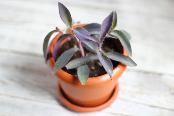 Hoya : la plante d’intérieur aux fleurs de porcelaine fascinantes