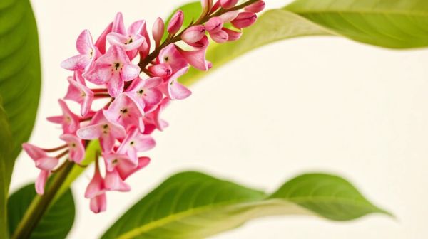 Les variétés extraordinaires de la plante Hoya à fleurs